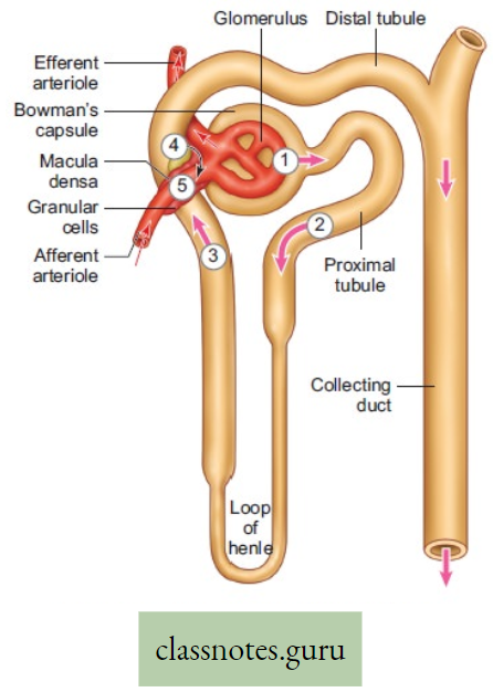 Physiological Processes Of Life A Typical Nephron