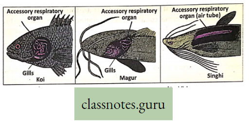 Physiological Processes Of Life Accessory Respiratory Organs Of Jeol Fishes