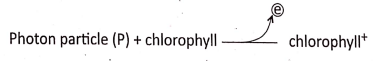 Physiological Processes Of Life Activation Chlorophyll