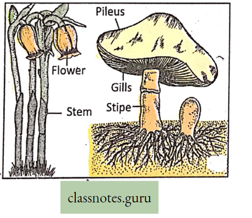 Physiological Processes Of Life Angiosperm Saprophyte And Saprophytic Fungus Agaricus