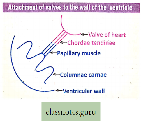 Physiological Processes Of Life Attachment Of Valves To The wall Of The Ventricle
