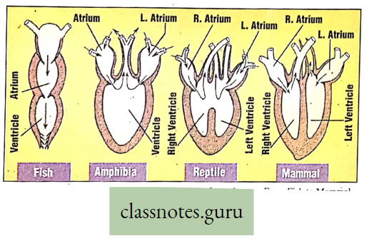 Physiological Processes Of Life Comparitive Representation Of Heart Of Vertebrates