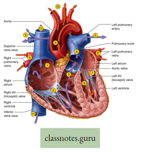 Physiological Processes Of Life Course Of Circulation Of Blood Through Heart