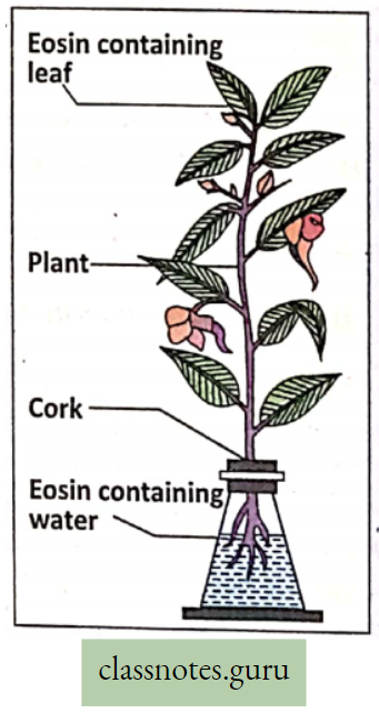 Physiological Processes Of Life Demonstrating Conduction Of Water Containing Eosin Dye In a Balsam Plant