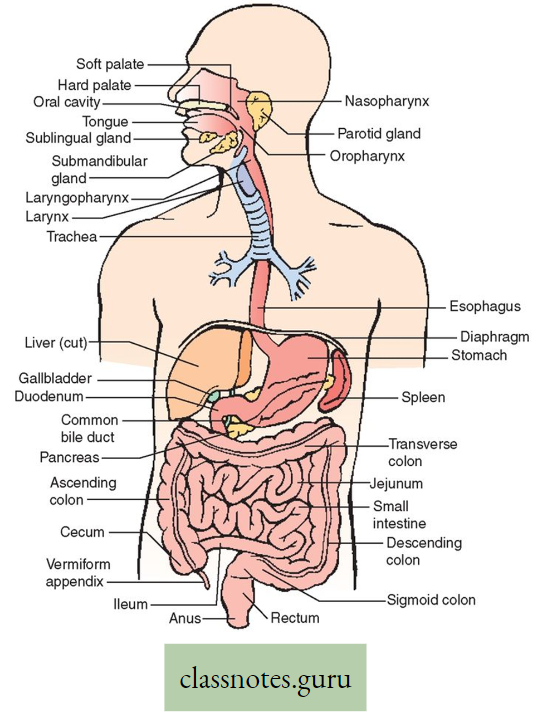 Physiological Processes Of Life Diagramatic Representation Of Digestive System of man