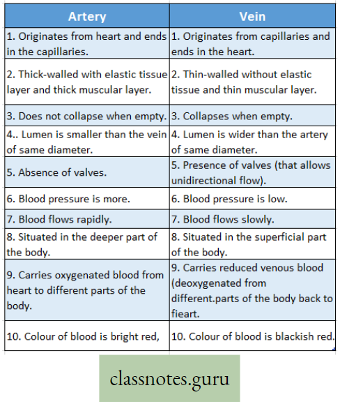 Physiological Processes Of Life Difference Between Artery And Vein
