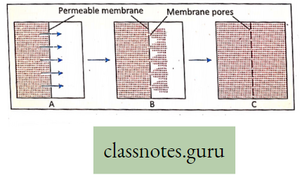 Physiological Processes Of Life Diffusion Of Gases Through Permable Membrane