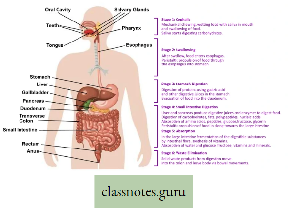 Physiological Processes Of Life Digestive Tract In Man