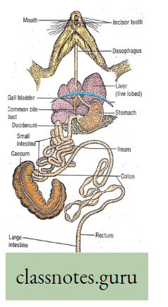 Physiological Processes Of Life Digestive system
