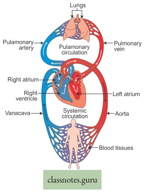 Physiological Processes Of Life Double Circulation