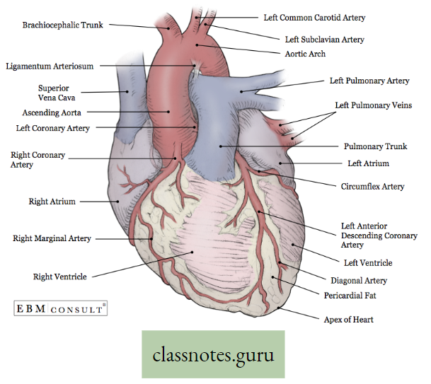 Physiological Processes Of Life External View Of Heart