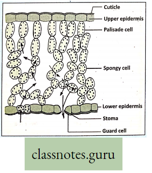 Physiological Processes Of Life Gas Exchange In Plants