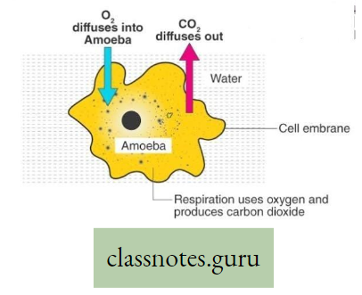 Physiological Processes Of Life Gaseous Exchange through body surface in Amoeba