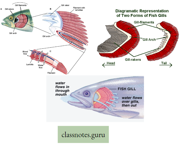 Physiological Processes Of Life Gills Fish