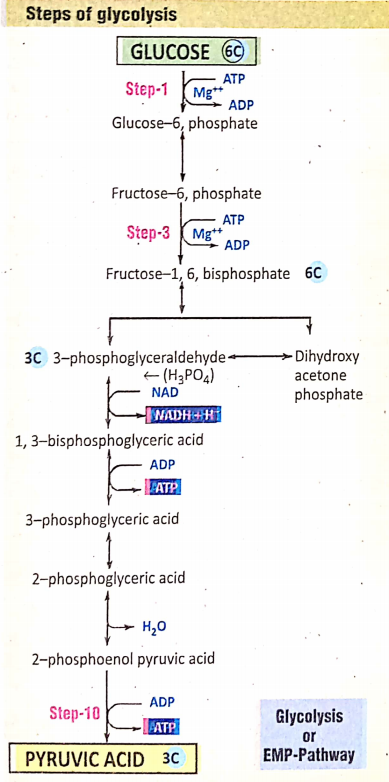 Physiological Processes Of Life Glycolytic Process
