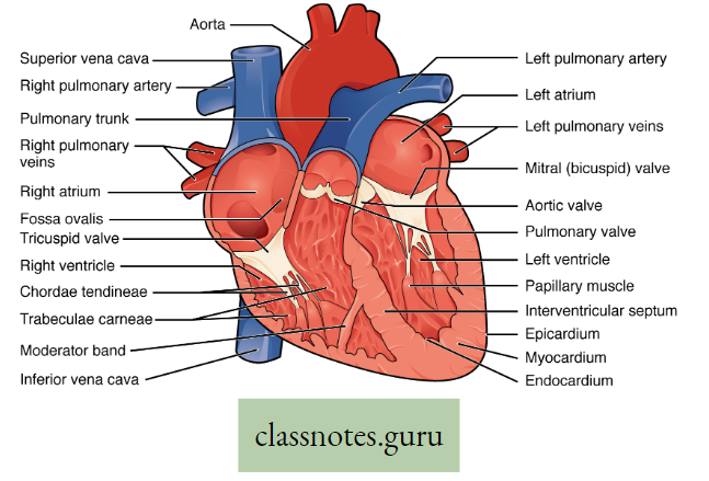 Physiological Processes Of Life Internal View Of Heart