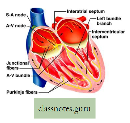 Physiological Processes Of Life Junctional Tissue Of Heart