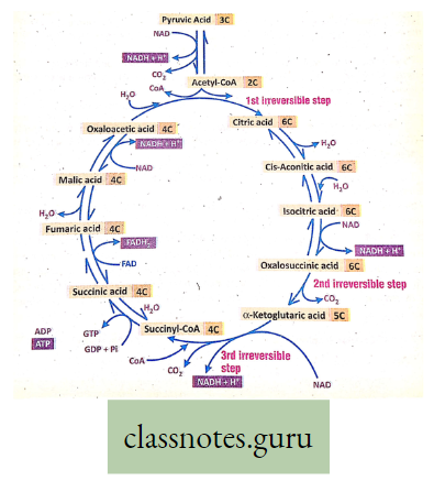 Physiological Processes Of Life Krebs Cycle