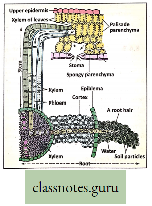 Physiological Processes Of Life Leaves To The Different Parts Of The Plant