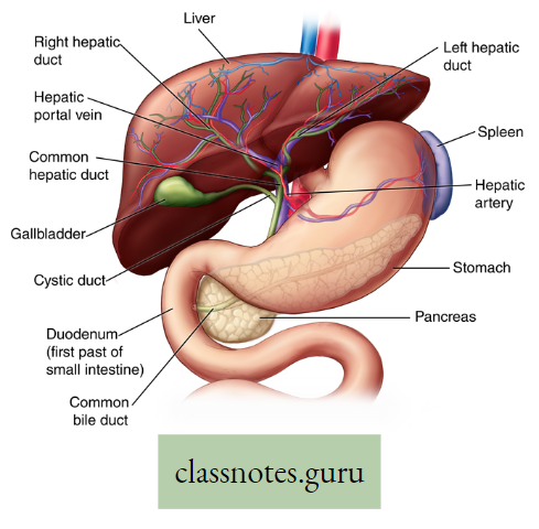 Physiological Processes Of Life Liver