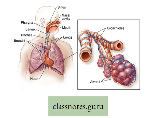 Physiological Processes Of Life Lung And Alveoli