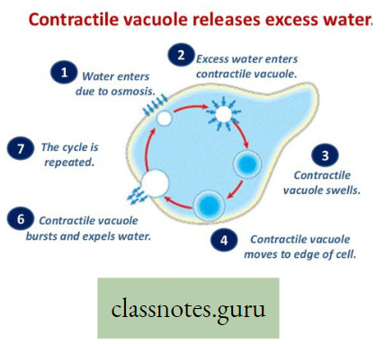 Physiological Processes Of Life Mode Of Action Of Contractive Vacuole