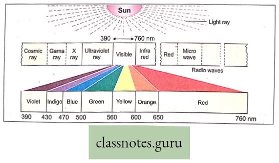 Physiological Processes Of Life Photo Synthesis Of Sunlight