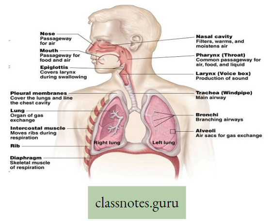 Physiological Processes Of Life Respiratory System In Man