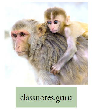 Physiological Processes Of Life Rhesus Monkey