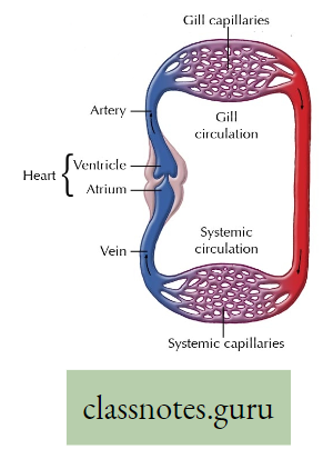 Physiological Processes Of Life Single Circulation