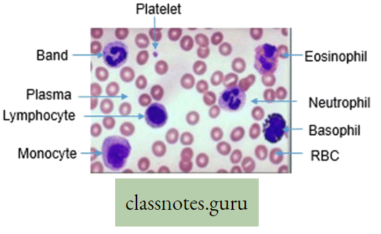 Physiological Processes Of Life Smear Of Peripheral Blood