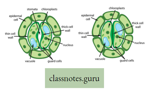 Physiological Processes Of Life Stomata Close And Open