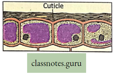 Physiological Processes Of Life Structure Of Cuticel