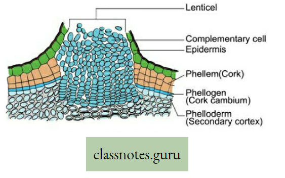 Physiological Processes Of Life Structure Of Lenticel