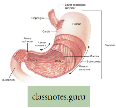 Physiological Processes Of Life Structure Of Stomach Showing Its Main Parts