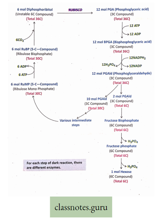 Physiological Processes Of Life Summary Path way of Light Reaction