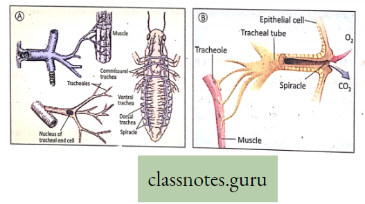 Physiological Processes Of Life Trachea In Insect And Trachoal Tree In Insect
