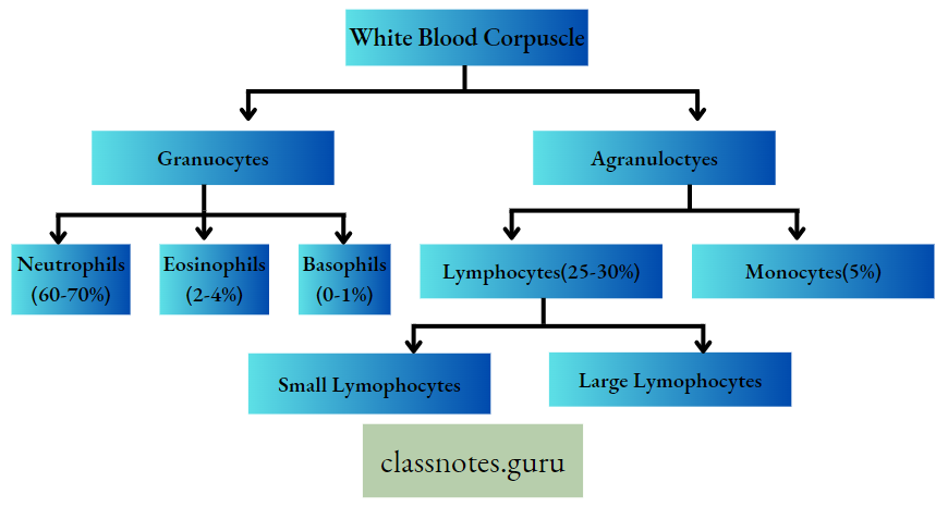 Physiological Processes Of Life White Blood Corpuscle