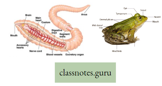 Physiological Processes Of Life earth Worm And Toad