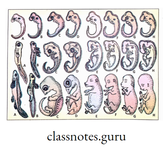 Similarities of embryonic form of different vertebrates
