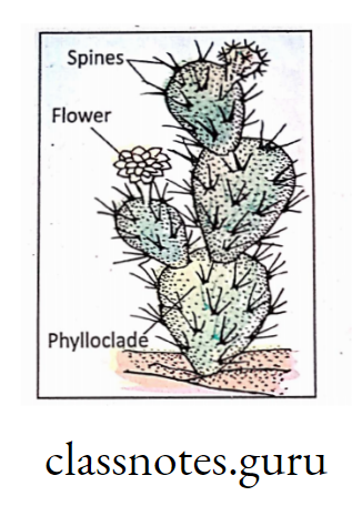 Spines and Phylloclade in cactus