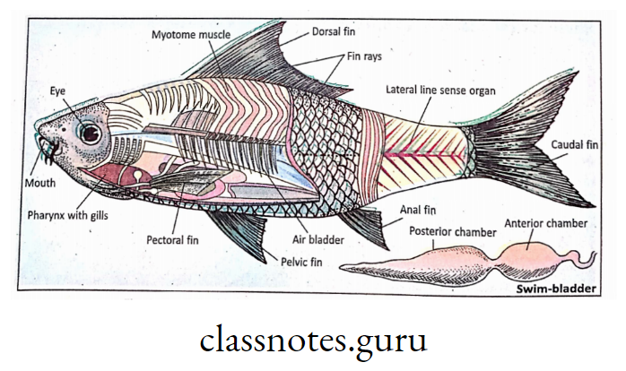 Swim bladder and other adaptive features of Rohu fish