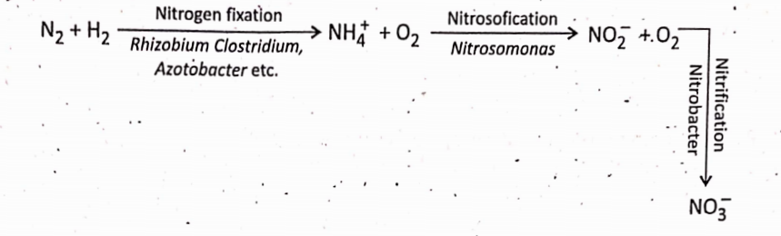 The overall process of nitrogenÿ fixation may be represented as follows