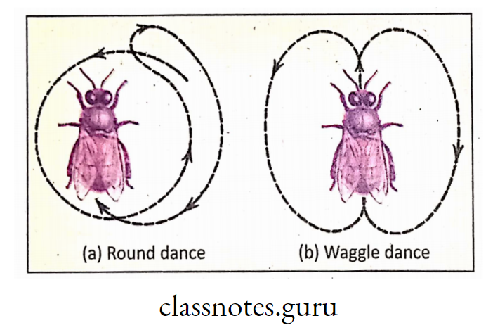 Two different types of bee-dance.