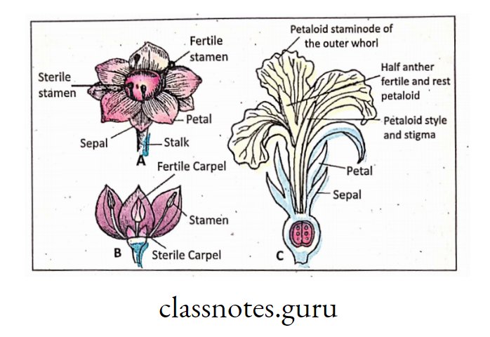 Vestigial organ in Plants