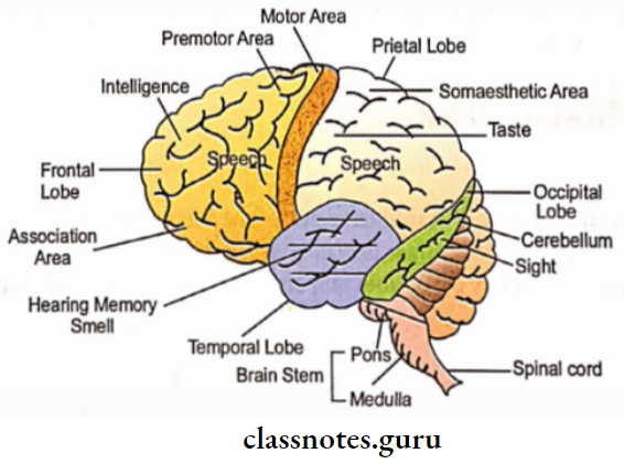 Animals Nervous System External Features Of Brain And Functional Parts Of Cerebrum