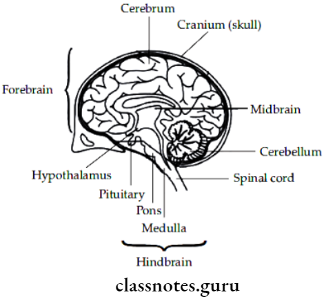Animals Nervous System Human Brain In Section