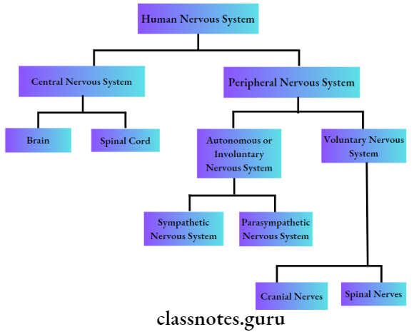 Animals Nervous System Parts Of Human Nervous System