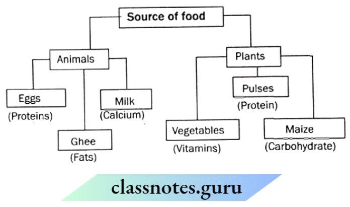 Class 6 Science Chapter 1 Components Of Food Sources Of Food.