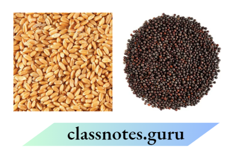 Class 6 Science Chapter 3 Separation Of Substances Wheat Grains And Mustard Seeds